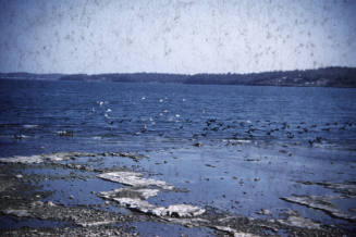 Shags on lake slide