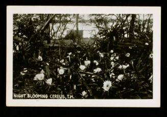 Night Blooming Cereus, TH