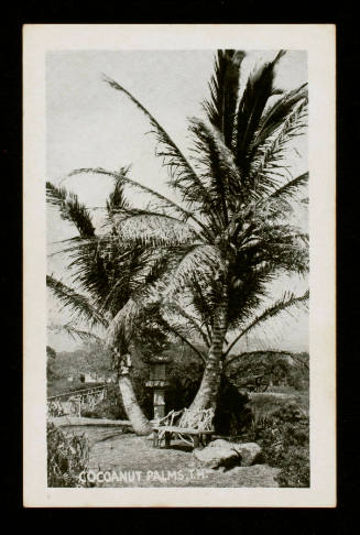 Cocoanut Palms, TH
