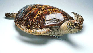 Taxidermied turtle from the Burns Philp Line offices