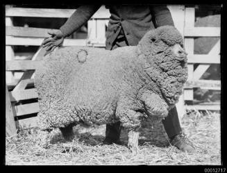 Lord merino five, Royal Sydney Easter Show