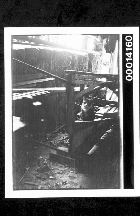 Cat sitting in a timber filled shed