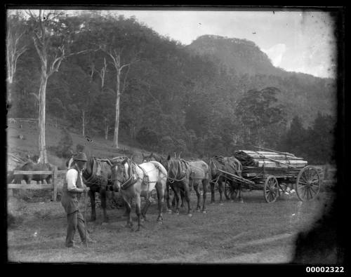 Portrait of six horses hauling timber