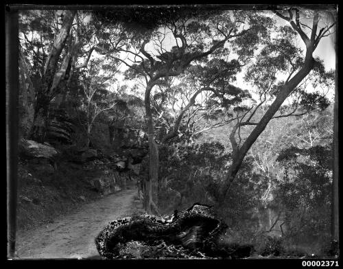 Glass plate negative image of a landscape featuring a road