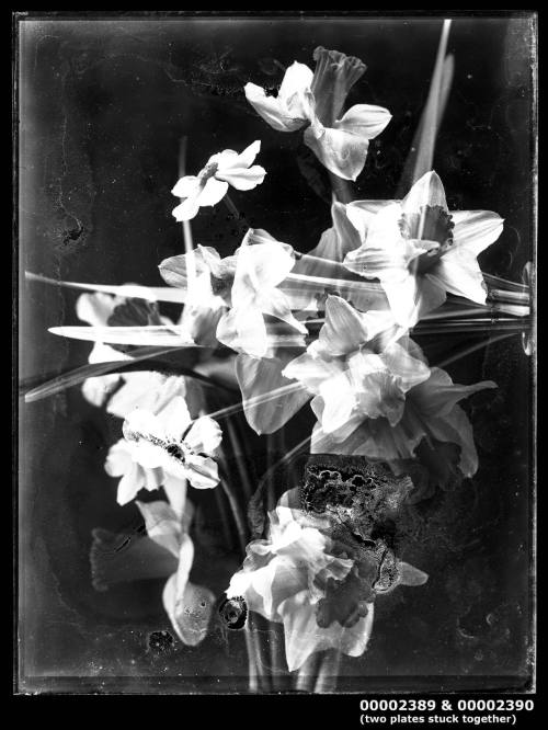 Floral arrangement of daffodils, stuck to glass plate negative number 00002390