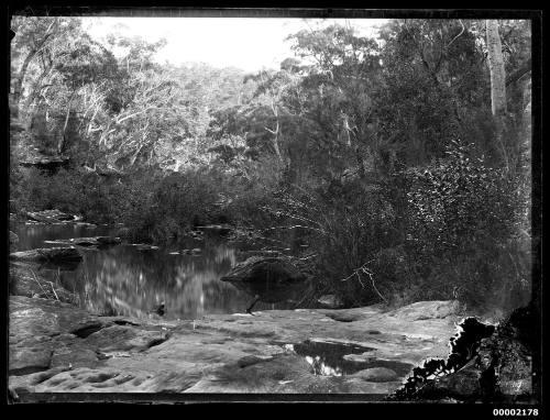 Bush scene around a billabong or creek