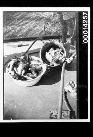 Dozens of fish in two buckets on the deck of a vessel