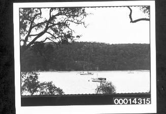 Yachts moored, bushland in the distance