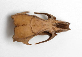Rat skull from the wrecked VERGULDE DRAECK