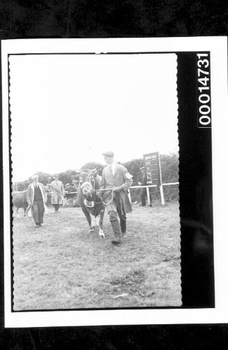 Men leading cattle at a show in England