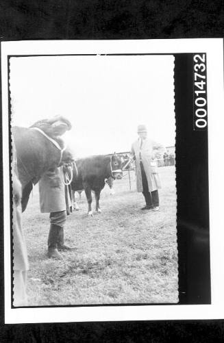 Men with bulls at a cattle show in England