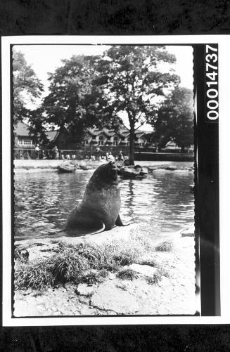 A seal at a zoo pool, England