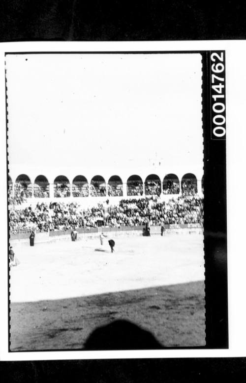 Bull fighting at Algecriras, Spain