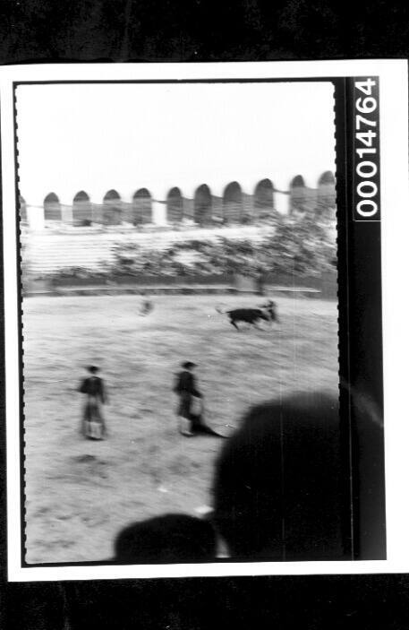 Bull fighting at Algecriras, Spain