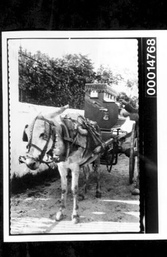 Donkey-drawn cart, Spain