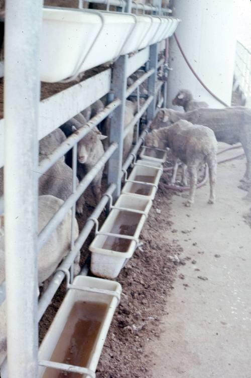 Slide depicting sheep feeding a trough