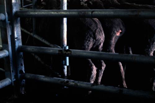 Slide depicting sheep in a pen