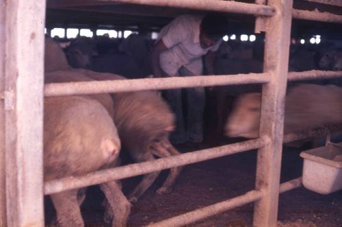 Slide depicting the rear of some sheep in the animal pens