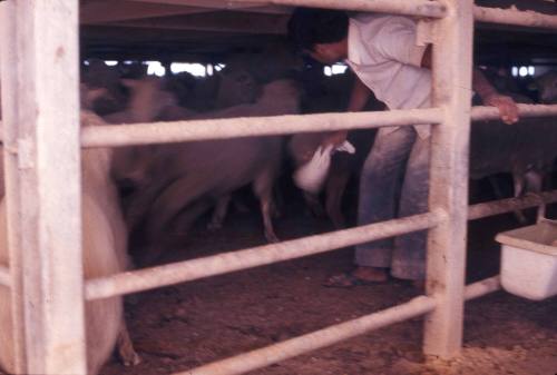 Slide of a man standing inside the animal pen