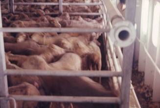 Slide of sheep in a pen onboard a cargo ship