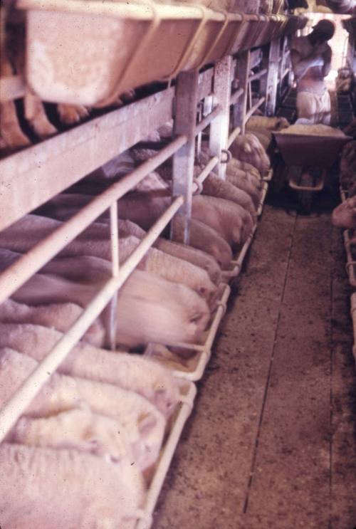 Slide depicting feeding sheep in their pens