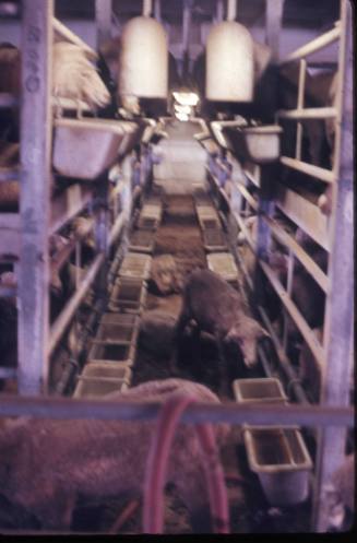 Slide depicting sheep in pens