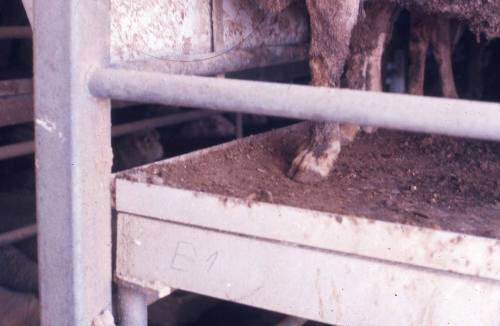 Slide depicting a sheep hoof