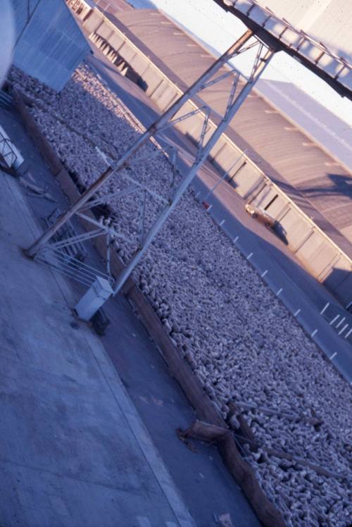 Slide depicting thousands of sheep waiting in pens