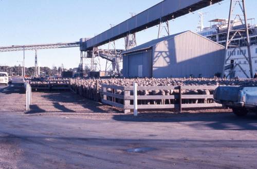 Slide depicting thousands of sheep waiting in pens on the wharf