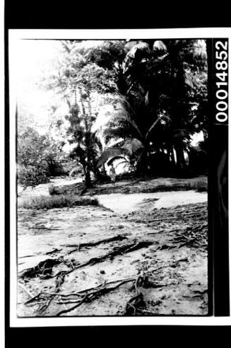 A sandy clearing at the Cocos Islands