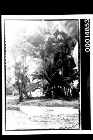 Tall palm trees at a sandy clearing, Cocos Islands