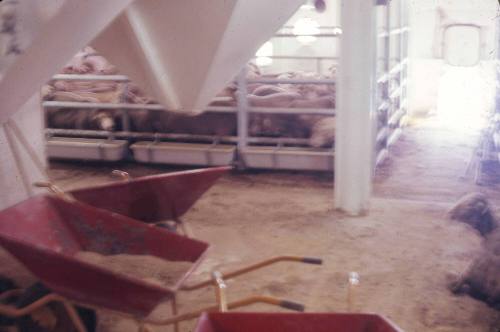 Slide capturing the pens inside an animal cargo vessel with sheep visible