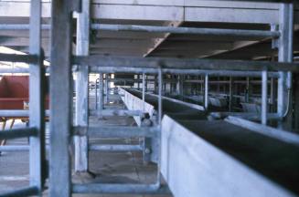 Slide depicting the inside of an animal cargo vessel