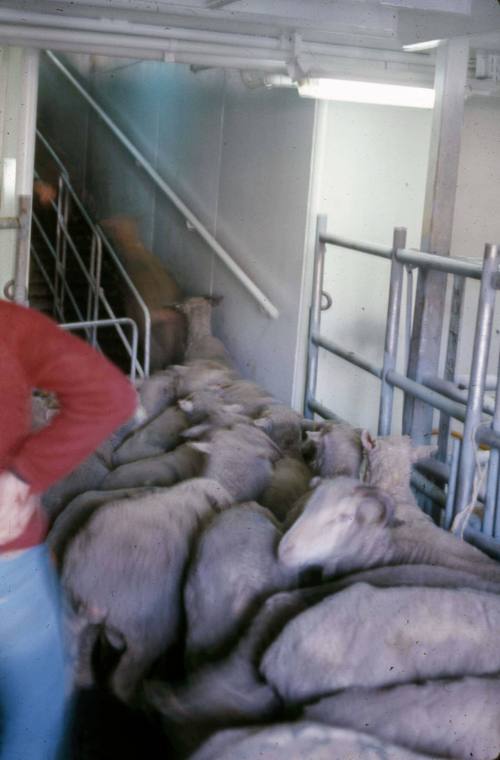 Slide depicting sheep being loaded onto a cargo ship