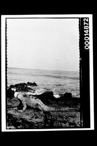 An iguana on a rocky shore, Galapagos Islands