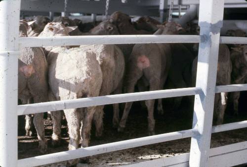 Slide depicting the rear ends of freshly shorn sheep in animal pens