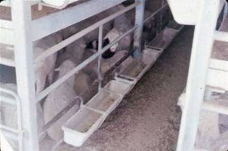 Slide depicting sheep in animal pens