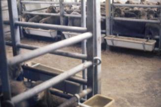 Slide depicting livestock sheep in animal pens