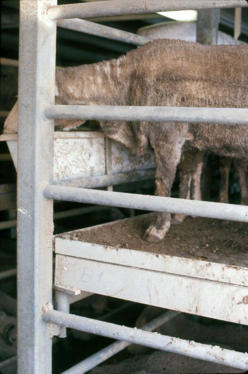 Slide depicting a sheep eating from a feeding tray in an animal pen