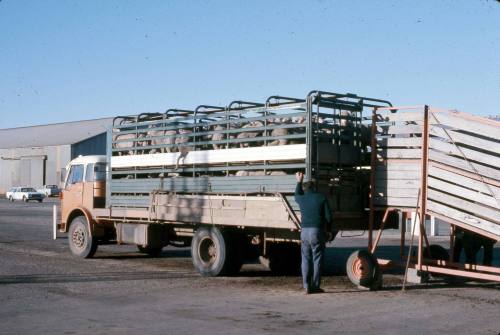 Slide depicting sheep being unloaded from the back of a truck