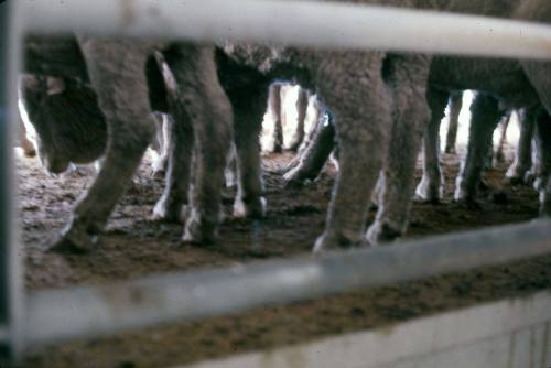 Slide depicting sheep hooves in an animal pen