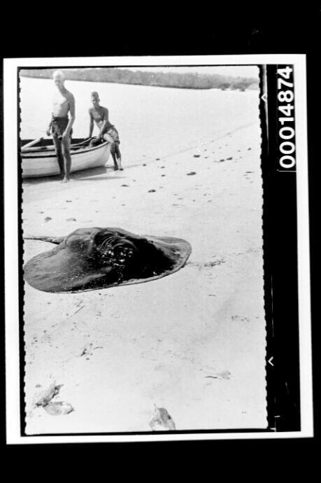 A large ray on a Galapagos Island beach