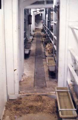 Slide depicting sheep trough area in live stock ship transport