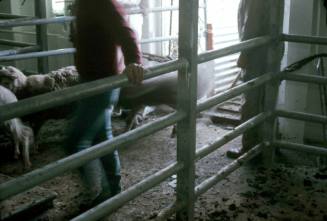 Slide depicting sheep being moved into holding area on livestock transport ship