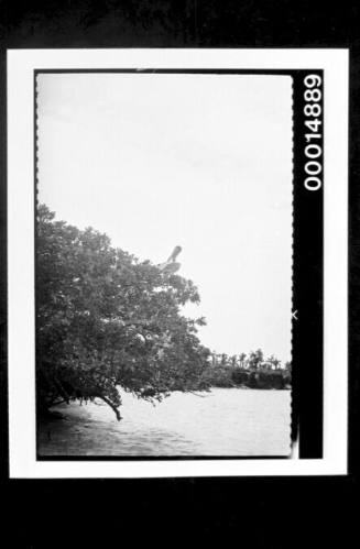 A pelican perched on the branch of a mangrove tree, Galapagos Islands