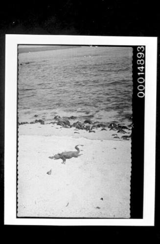 An iguana at the waters edge on a sandy beach, Galapagos Islands