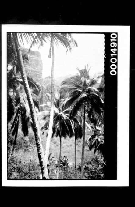 A plam tree filled valley, Fatu Hiva Island