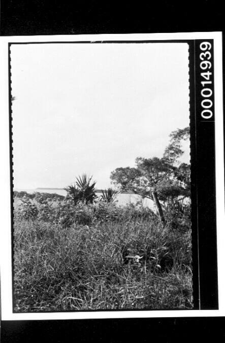 A grassy clearing at Nuku'alofa, Tonga