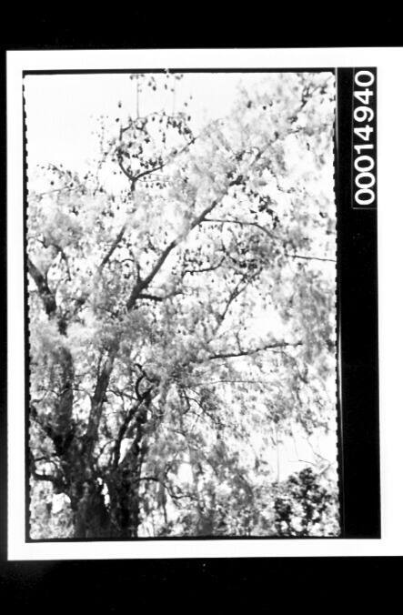 Hundreds of bats in a large tree at Nuku'alofa, Tonga