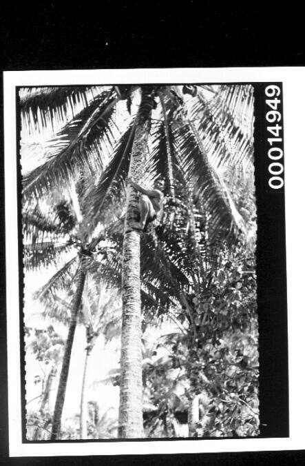 Climbing a tall coconut palm, Bora Bora